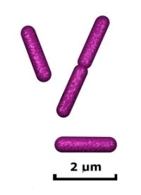 Gram-negative rods drawing